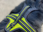 Axaeco Hundegschirr 4 Season Power