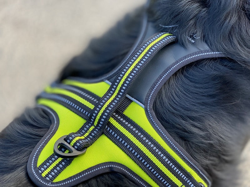 Axaeco Hundegschirr 4 Season Power