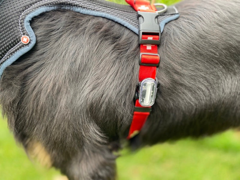 Hundegeschirr mit rotem Halsband