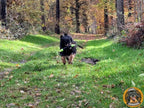 Hovawart im Wald