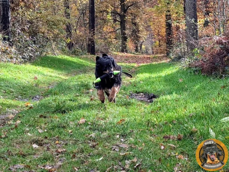 Hovawart im Wald