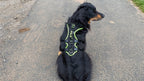 Großer Hund mit robustem Geschirr