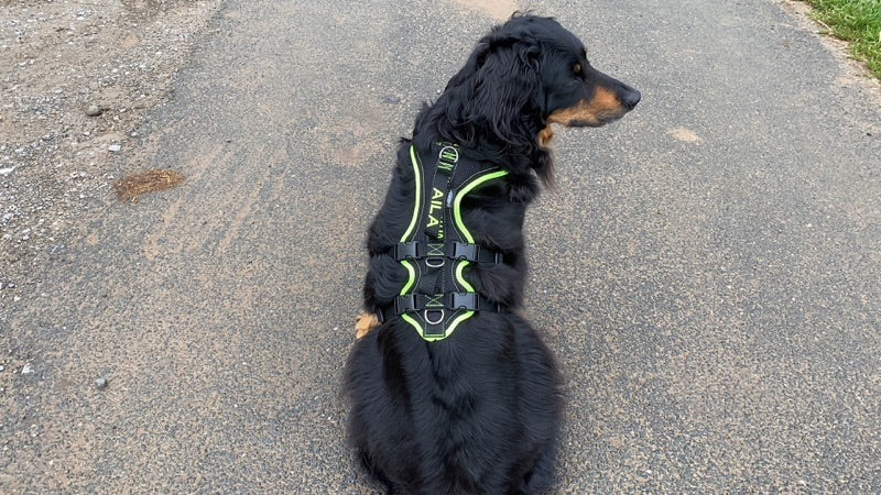 Großer Hund mit robustem Geschirr