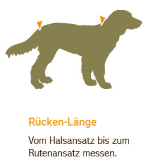 Rückenlänge messen beim Hund für einen Bademantel oder Regenmantel