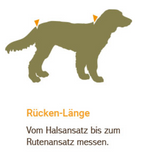 Rückenlänge messen beim Hund für einen Bademantel oder Regenmantel