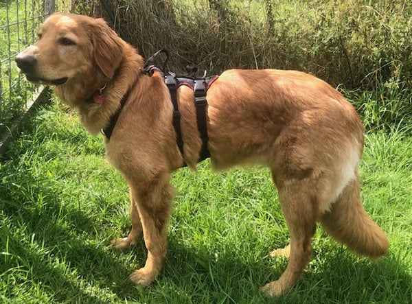 Blonder Hovawart, seitlich stehend auf einer Wiese im Sonnenschein, trägt ein schwarzes Vary Support Hundegeschirr mit bordeauxfarbenen Akzenten. Der große, langhaarige und sportliche Hovawart schaut aufmerksam zur Seite.