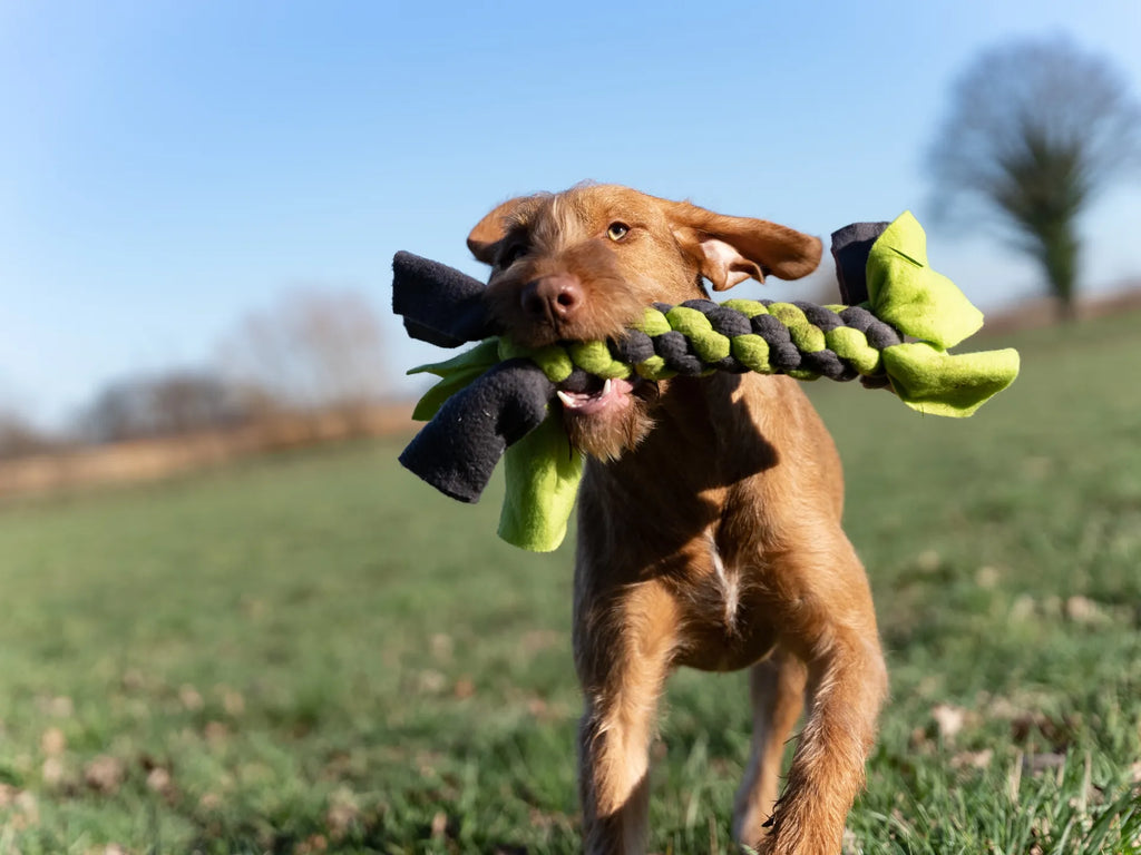 brauner Hund spielt mit grün schwarzem Zergel
