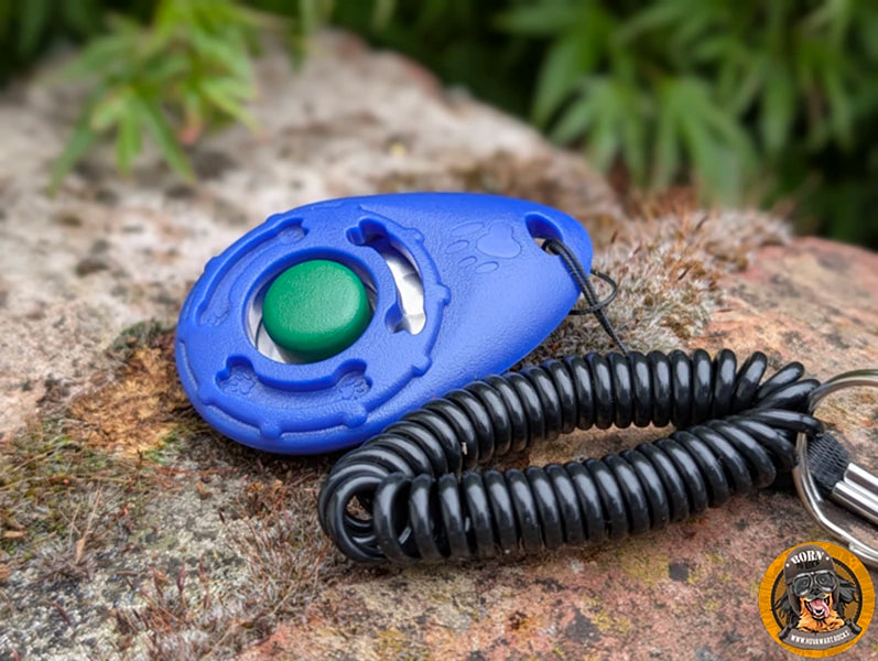 Hundeclicker blau mit Handschlaufe auf einer Mauer