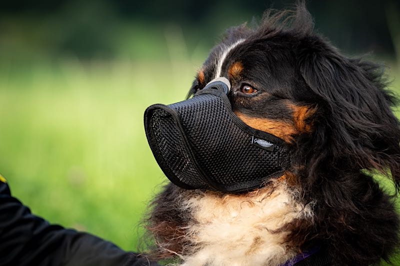 Maulkorb Profi an einem Hund auf einer Wiese