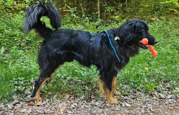 Hovawartrüde im Wald mit einem Stöckchenersatz Spielzueg anstatt eines Holzstöckchens