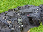 Hundegeschirr an großem Hund