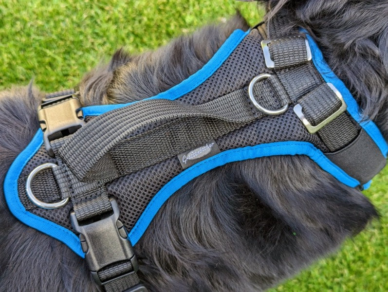 Hundegeschirr an großem Hund