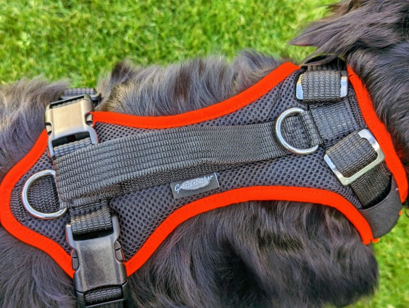 Grossenbacher Vary Standard Hundegeschirr, mitwachsend, an einem Hovawart