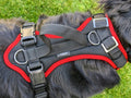 Grossenbacher Vary Standard Hundegeschirr, mitwachsend, an einem Hovawart