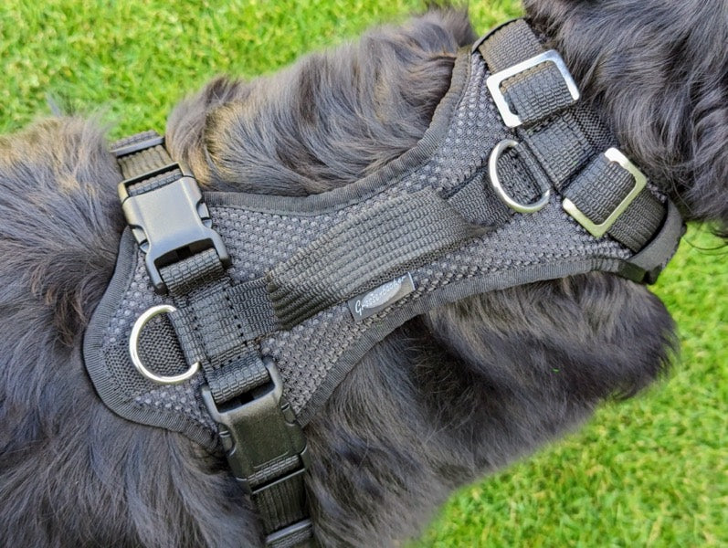 Grossenbacher Vary Standard Hundegeschirr, mitwachsend, an einem Hovawart