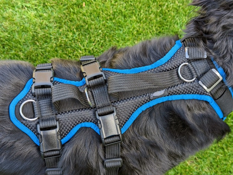 Grossenbacher variables mitwachsendes Hundegeschirr Vary an einem Hovawart