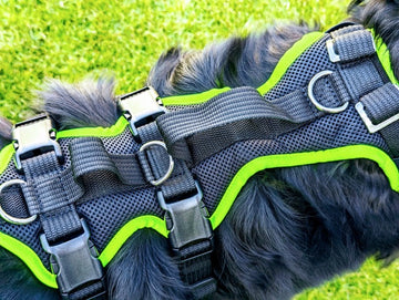 Grossenbacher variables und mitwachsendes Hundegeschirr an einem Hovawart