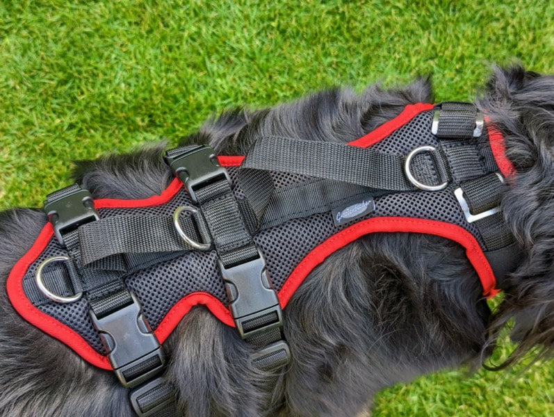 Grossenbacher variables mitwachsendes Hundegeschirr Vary an einem Hovawart
