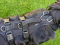 Grossenbacher variables mitwachsendes Hundegeschirr Vary an einem Hovawart
