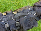 Grossenbacher variables mitwachsendes Hundegeschirr Vary an einem Hovawart