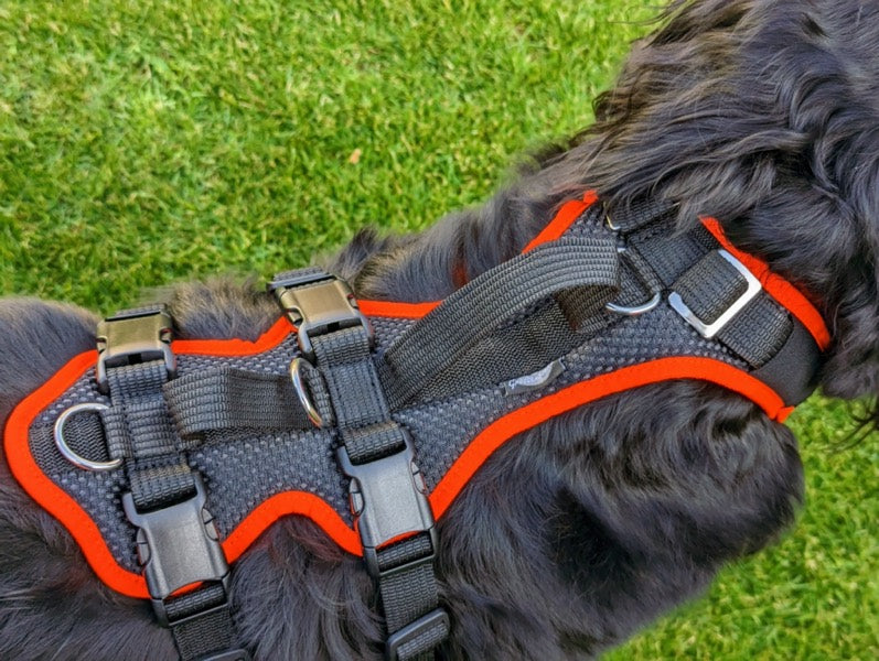 Grossenbacher variables mitwachsendes Hundegeschirr Vary an einem Hovawart