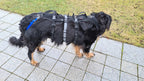 Spezial Geschirr für einen alten und kranken Hund