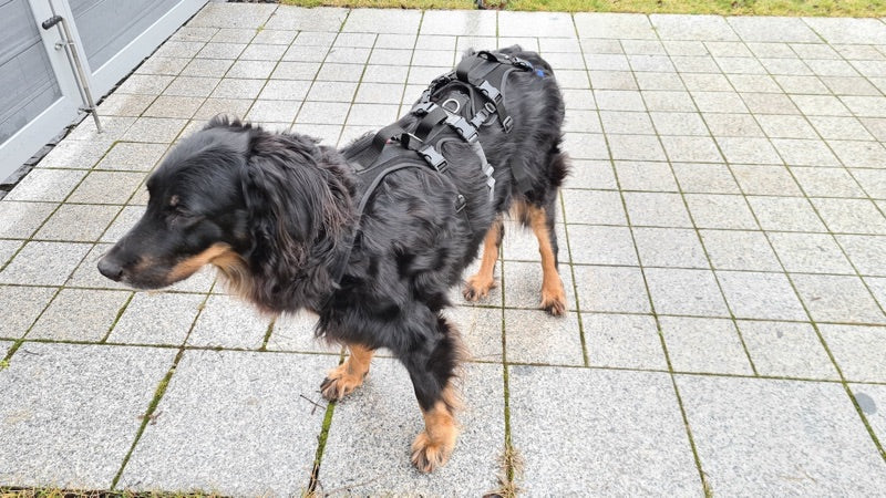 Spezial Geschirr für einen alten und kranken Hund, damit wird der Hund unterstützt beim gehen und aufstehen