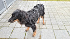 Spezial Geschirr für einen alten und kranken Hund, damit wird der Hund unterstützt beim gehen und aufstehen