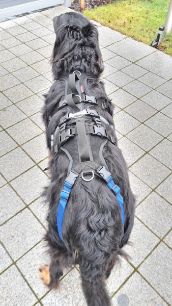 Geschirr zur Unterstützung von alten und kranken Hunden