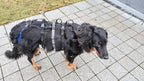 Spezial Geschirr für einen alten und kranken Hund, damit wird der Hund unterstützt beim gehen und aufstehen