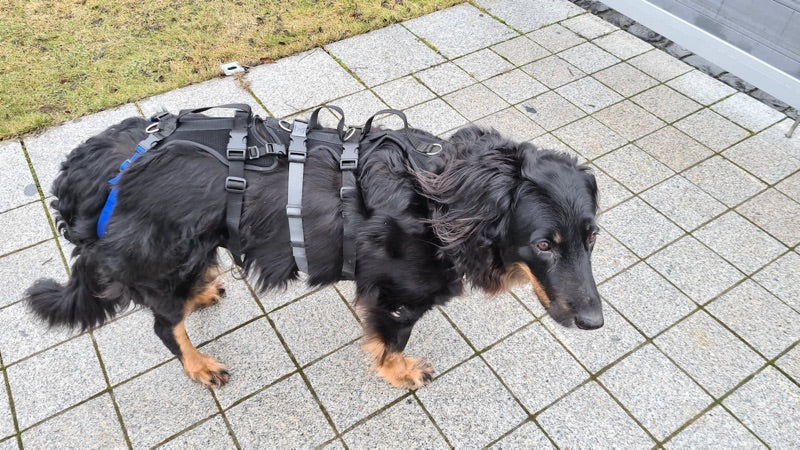 Spezial Geschirr für einen alten und kranken Hund, damit wird der Hund unterstützt beim gehen und aufstehen