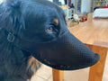 Giftköderschutz für einen großen Hund wie dem Hovawart