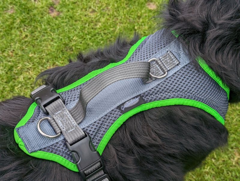 Hundegeschirr an großem Hund