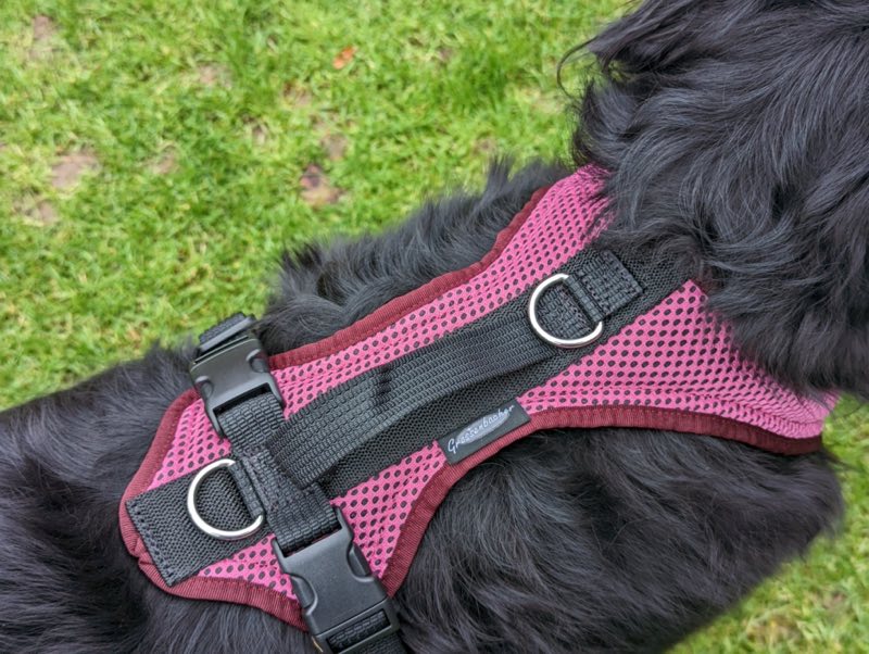 Großer Hund mit robustem Geschirr