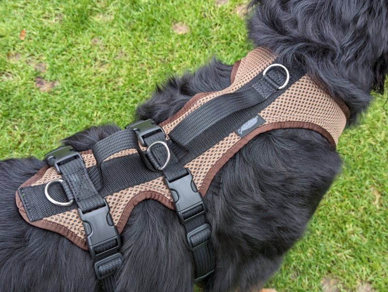 Großer Hund mit robustem Geschirr