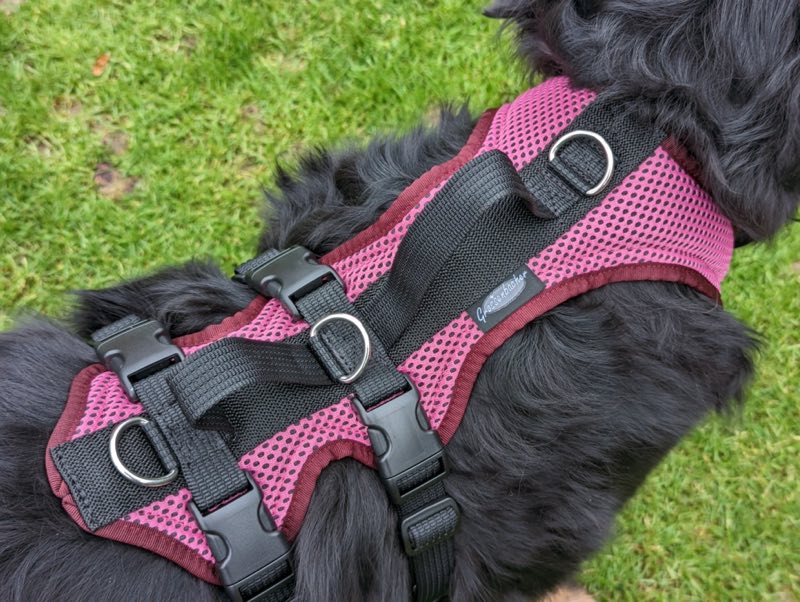 Großer Hund mit robustem Geschirr