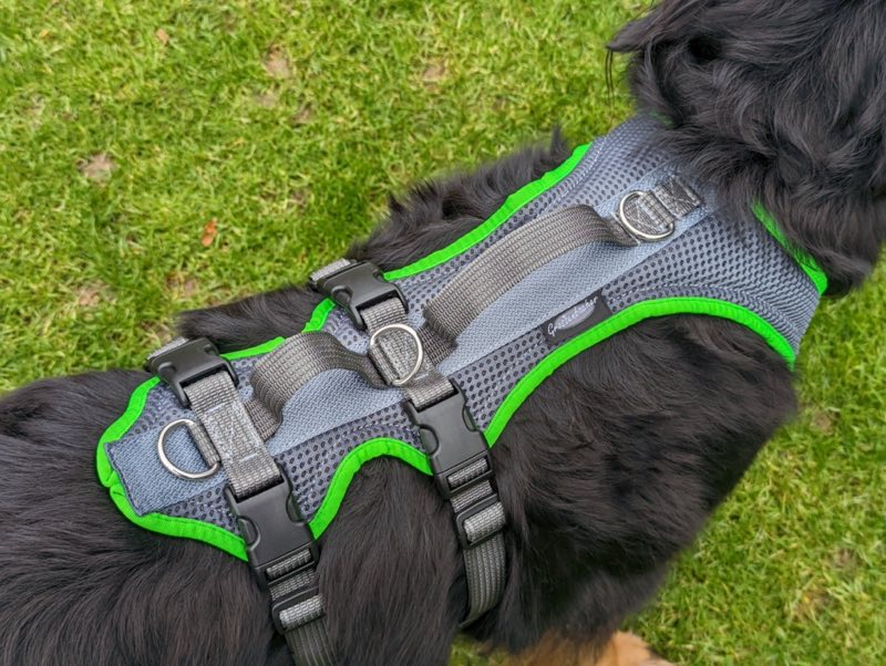 Großes Hundegeschirr auf Hund