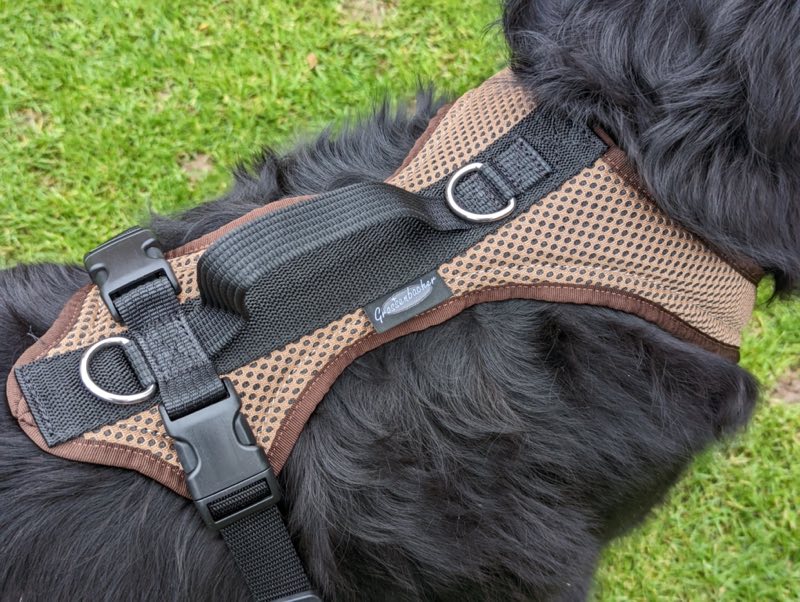 Hundegeschirr an großem Hund