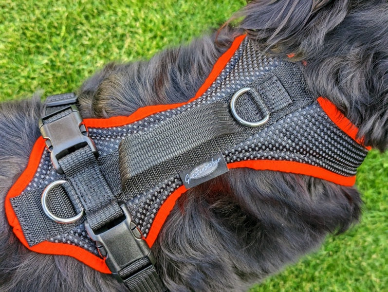 Hundegeschirr an großem Hund