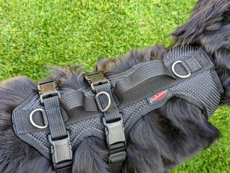 Hundegeschirr an großem Hund