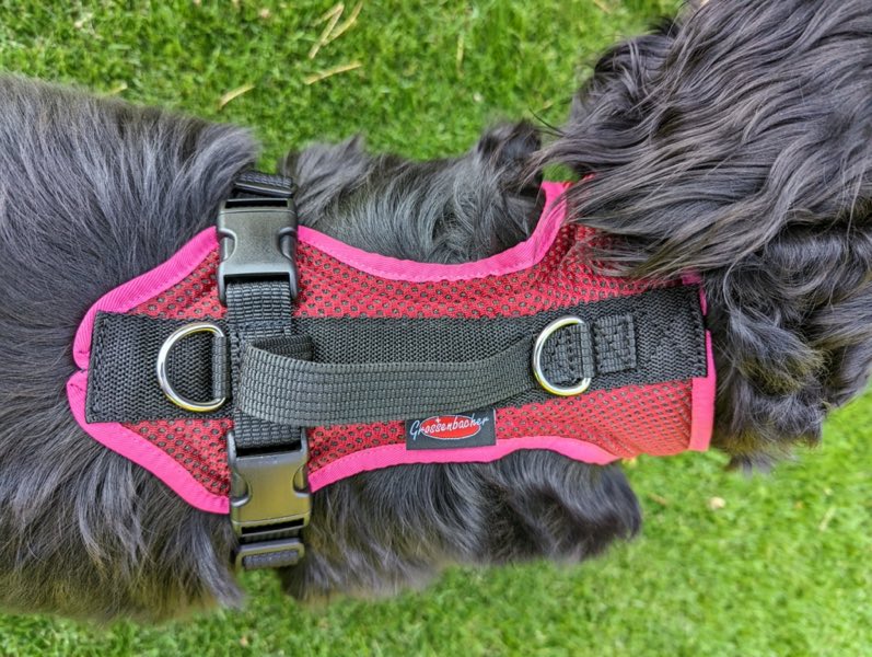 Grossenbacher Hundegeschirr an einem Hovawart