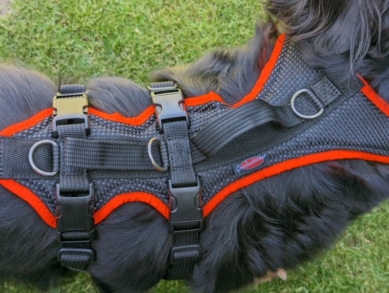Grossenbacher Support Hundegeschirr an einem Hovawart