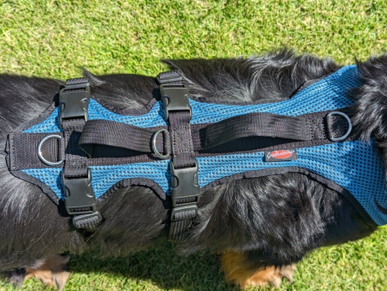 Grossenbacher Support Hundegeschirr an einem Hovawart