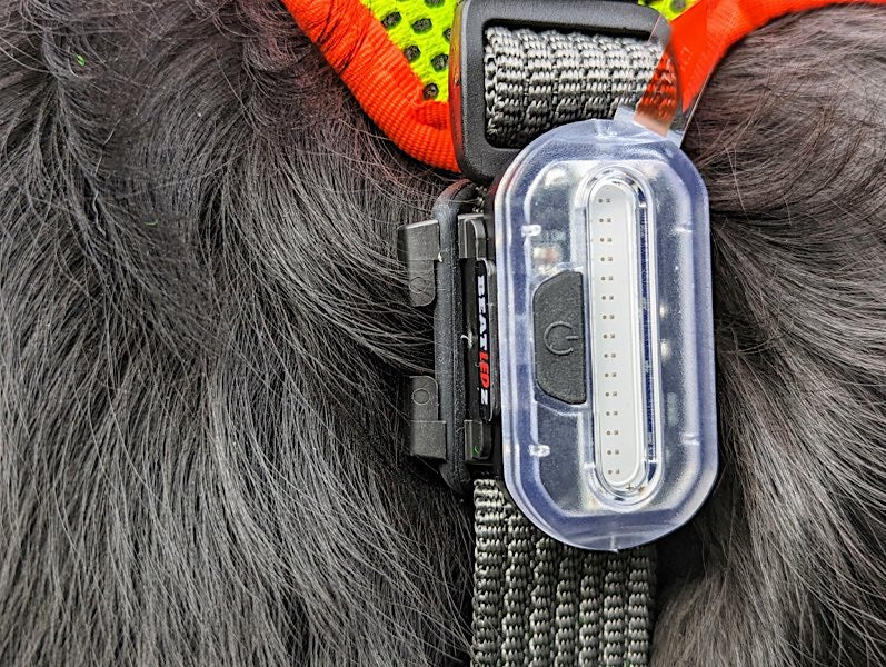 Hundehalsband mit LED-Leuchte