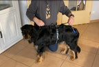 Hund trägt orthopädisches Geschirr und geht entspannt spazieren, Gelenke entlastet