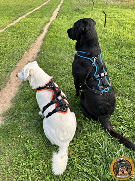 Zwei Hunde (ein schwarzer, ein weißer Mischling) sitzen auf einer Wiese und tragen das Vary Support Geschirr (schwarz/türkis und schwarz/orange) mit einer zusätzlichen LED-Lampe zur besseren Sichtbarkeit.