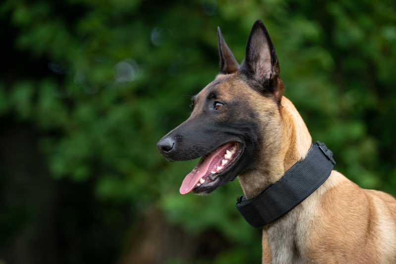 Großer Hund mit stabilem Halsband