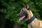 Großer Hund mit stabilem Halsband