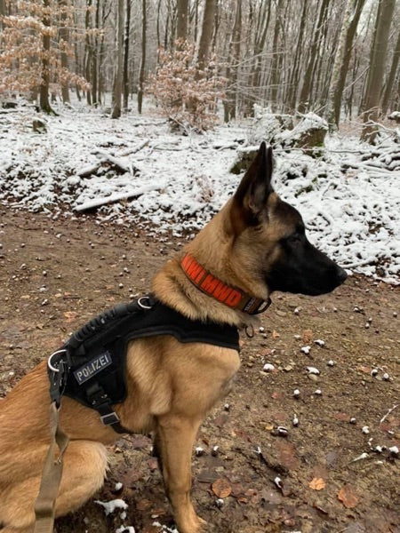 Schutzdienstgeschirr für den Mali im Wald