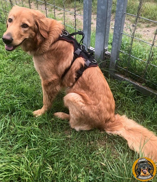 Blonde Hovawart Hündin mit bordeauxfarbenem Hovawart Rocks VarY Support Hundegeschirr, sitzend auf Gras vor einem Metallzaun.